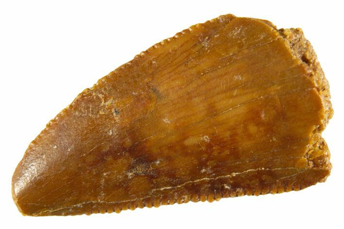 Bargain Raptor Tooth - Real Dinosaur Tooth #332650